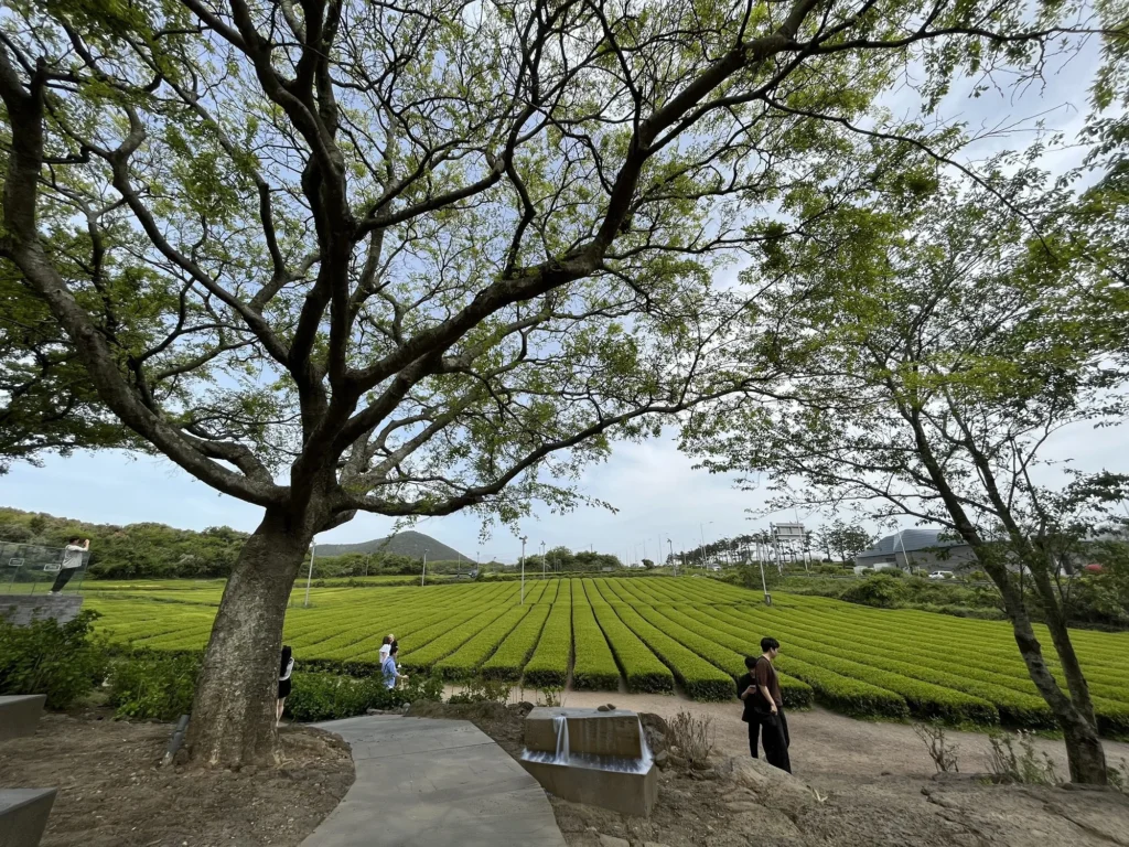 O’Sulloc Green Tea Field