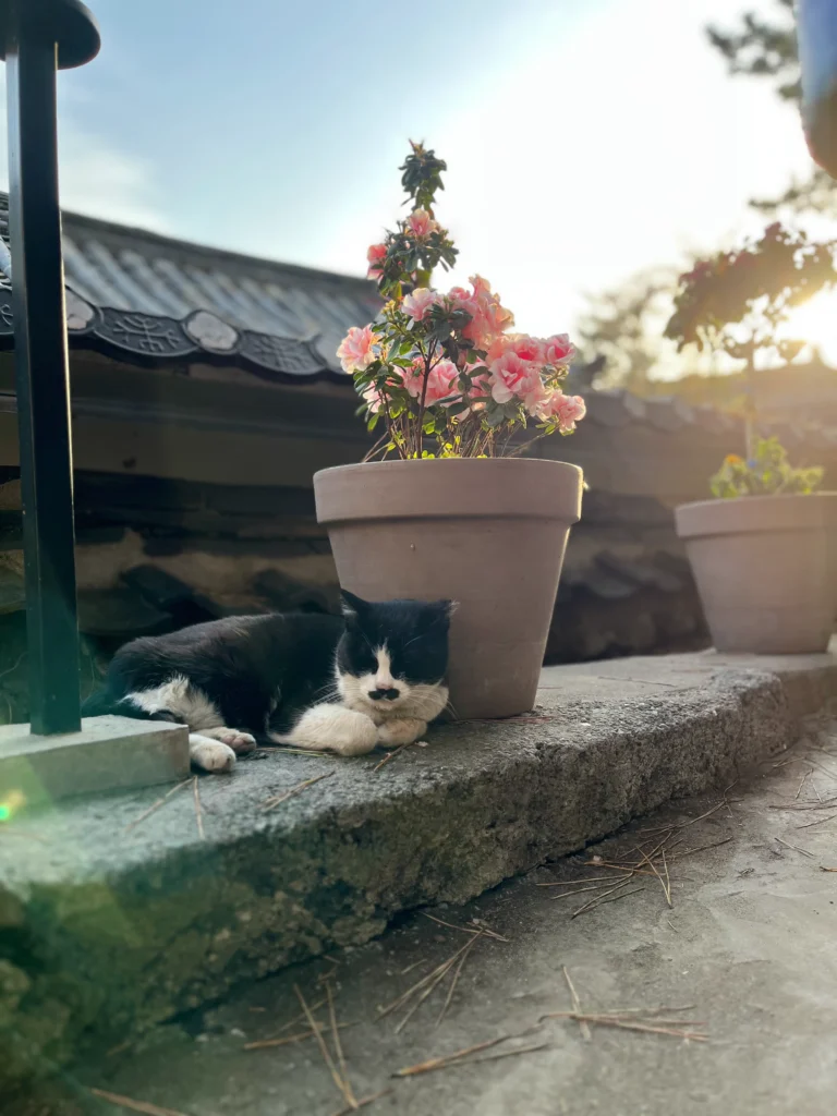 Café del Gato